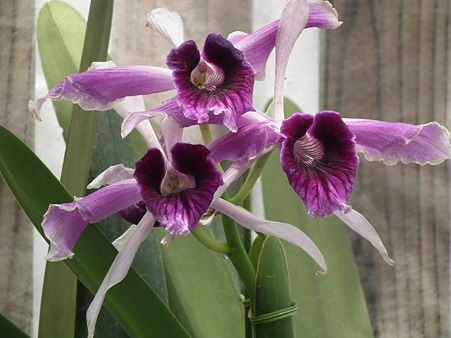DSCF0449