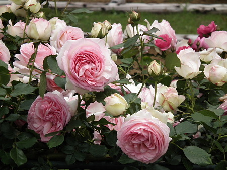DSCF0313
