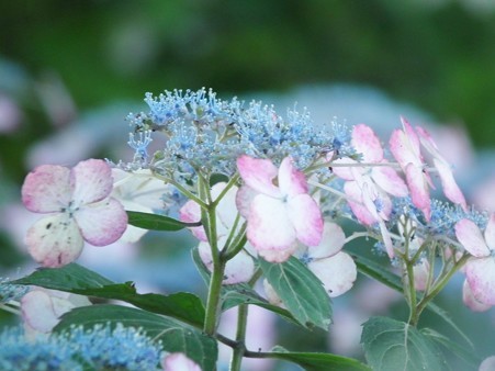DSCF0548