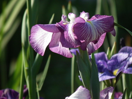 DSCF0474