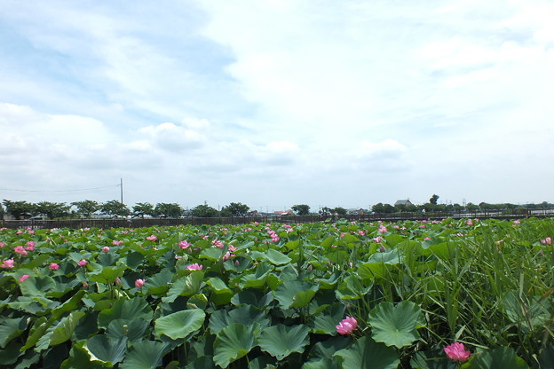 DSCF0237