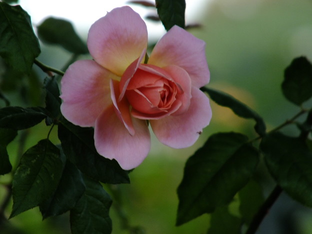 DSCF0324