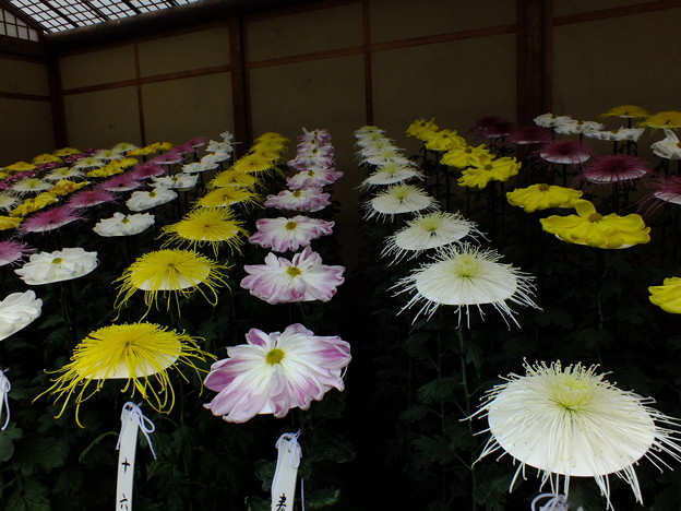 DSCF0145
