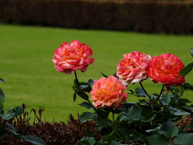 DSCF0381