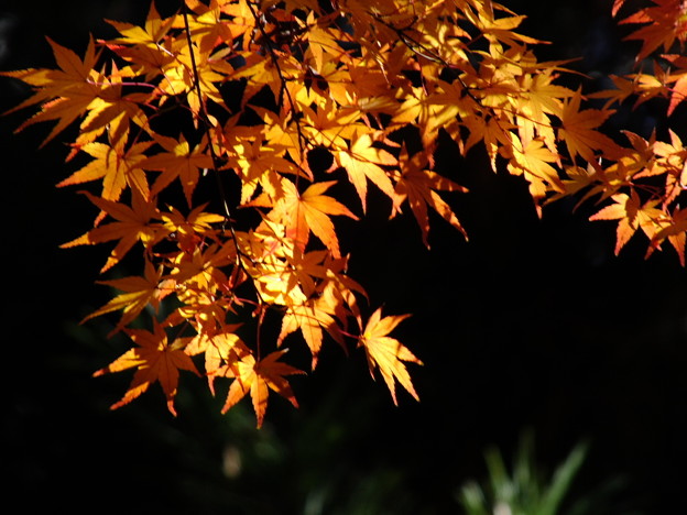 DSCF0055