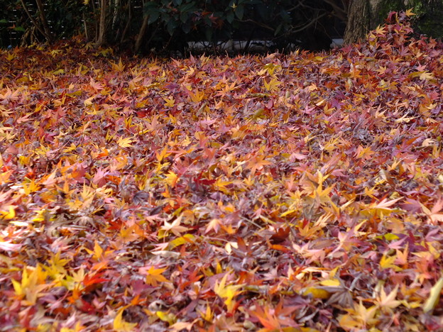 DSCF0072