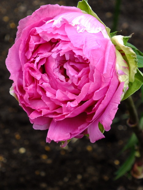 DSCF0271