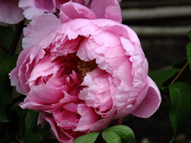 DSCF0275