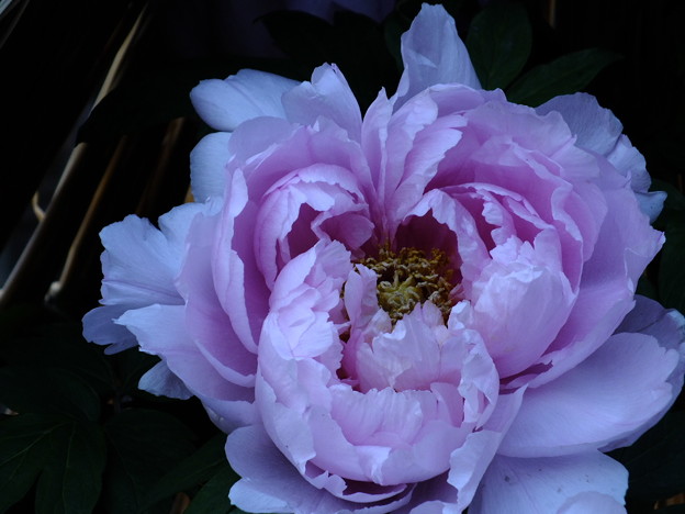 DSCF0344