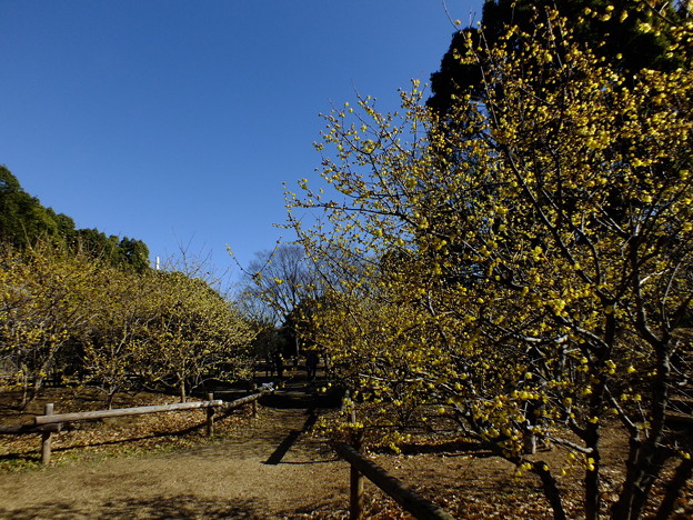 DSCF0065