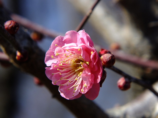 DSCF0110