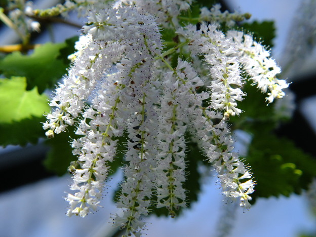 DSCF0059