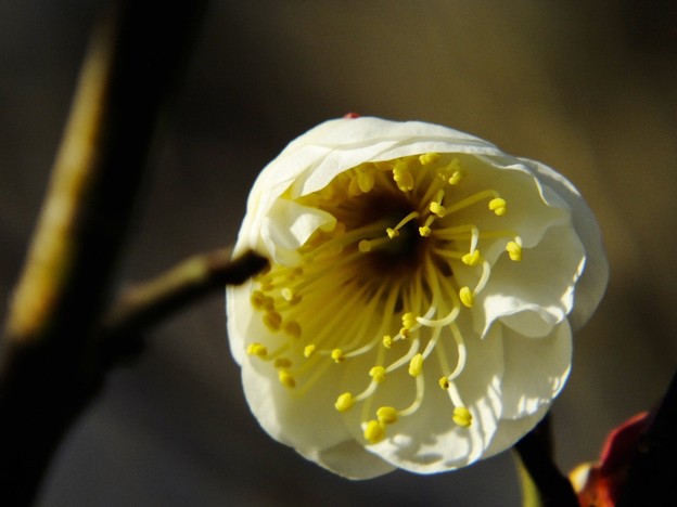 DSCF0041