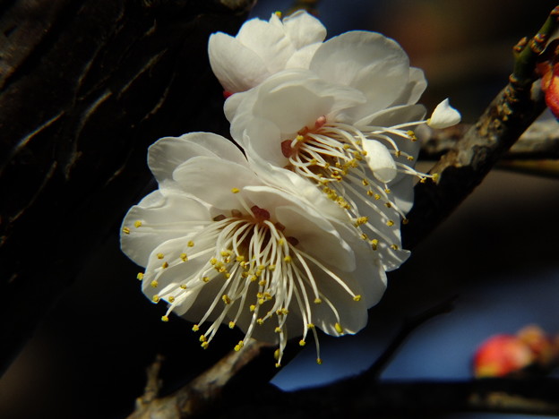 DSCF0042