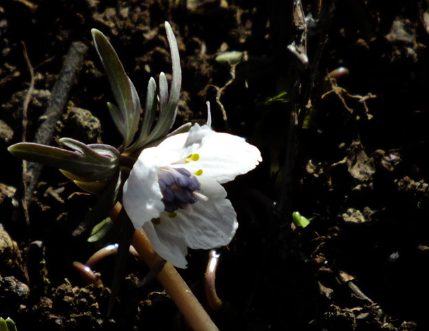 DSCF0136