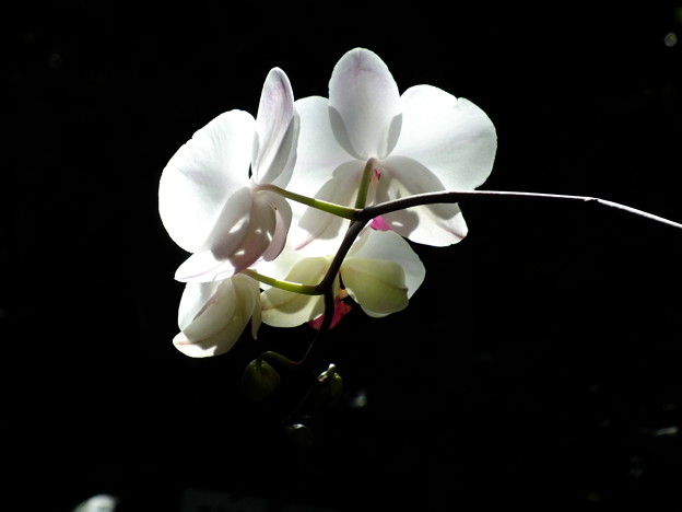 DSCF0052
