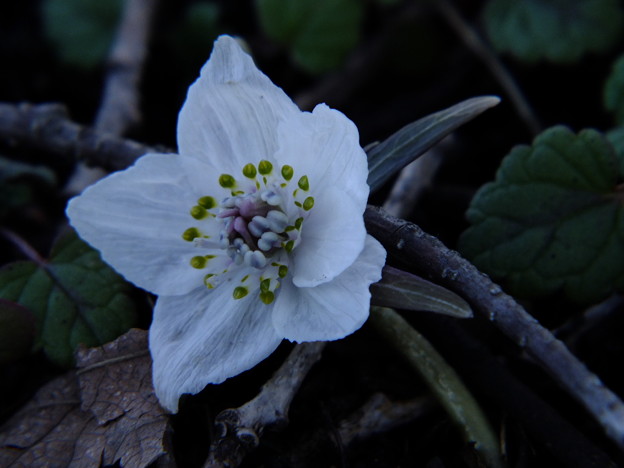 DSCF0299