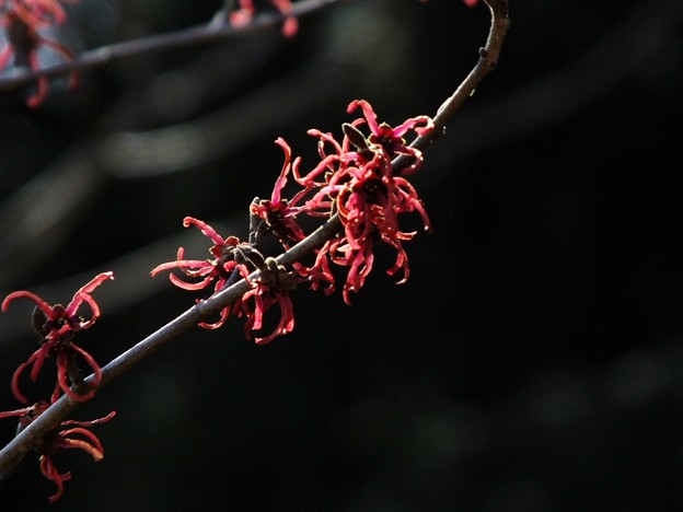 DSCF0311