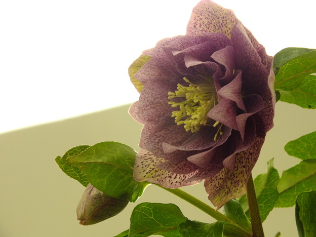 DSCF0728