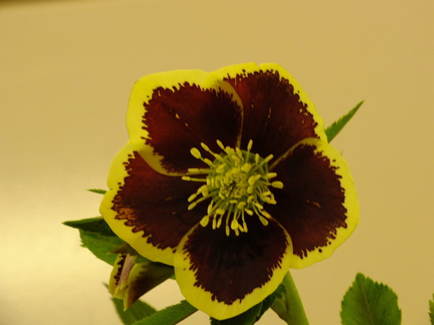 DSCF0800