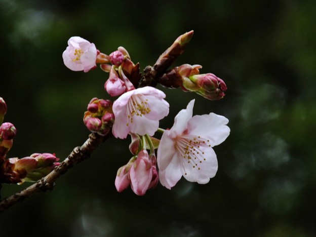 DSCF0392