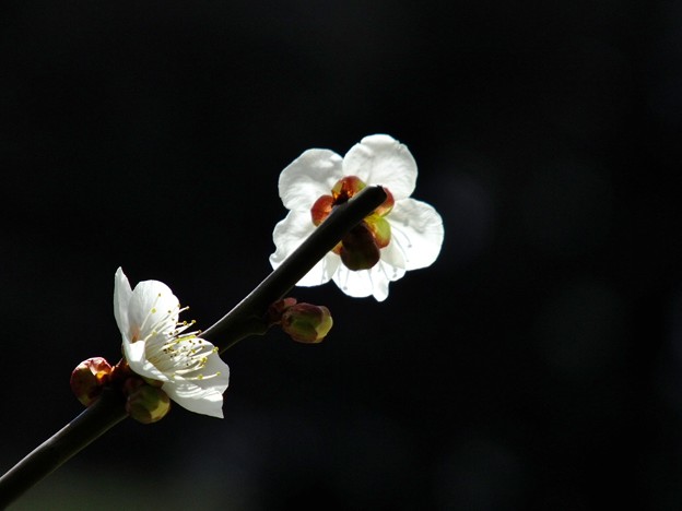 DSCF0288