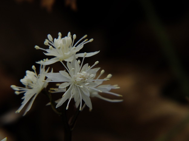DSCF0411