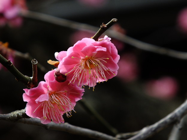 DSCF0028