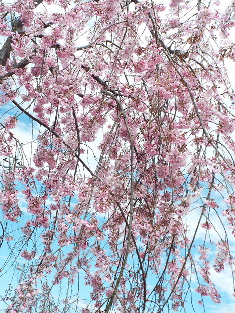 DSCF0317