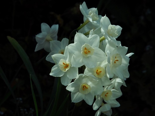 DSCF0490