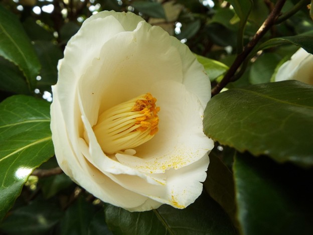 DSCF0260