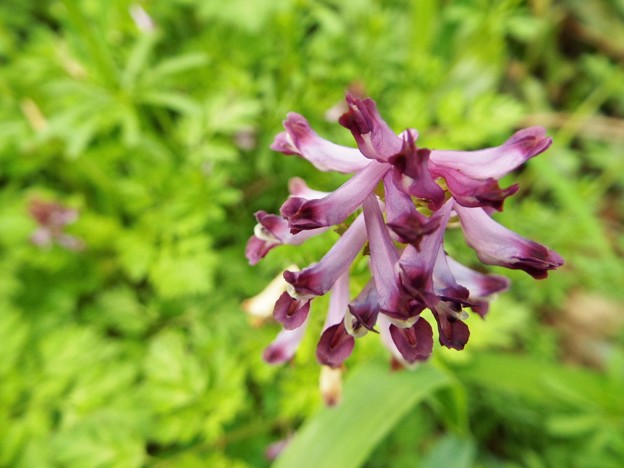 DSCF0529