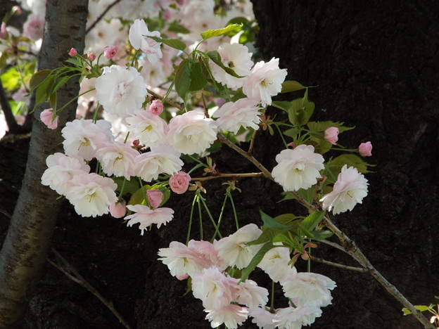 DSCF0125
