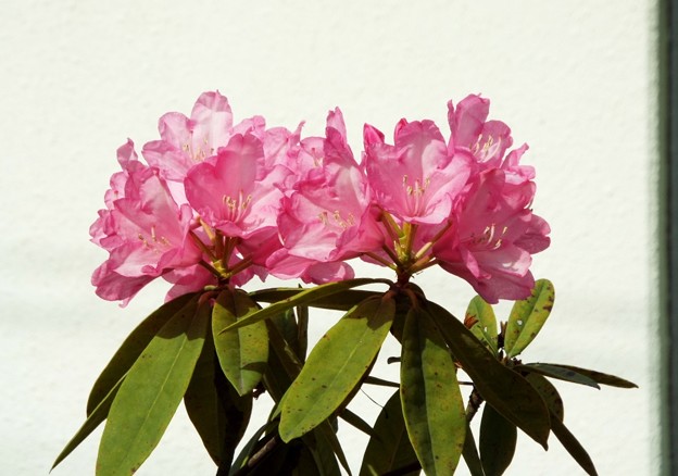 DSCF0243