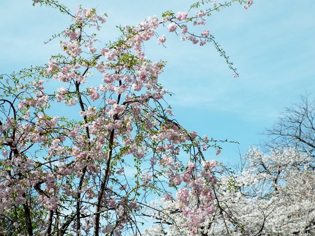 DSCF0454