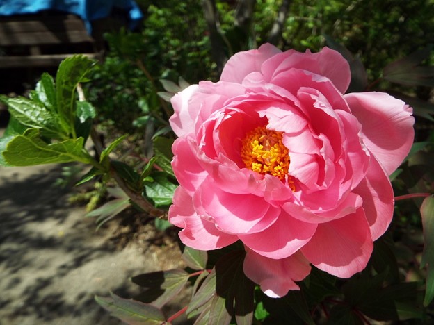 DSCF0041