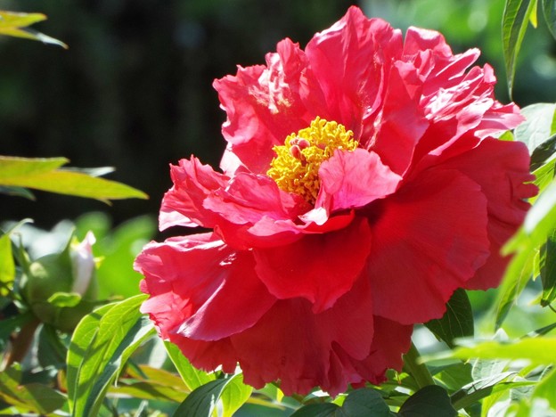 DSCF0506