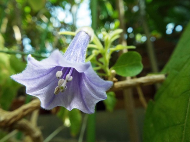 DSCF0087