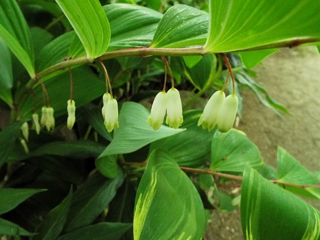 DSCF0148