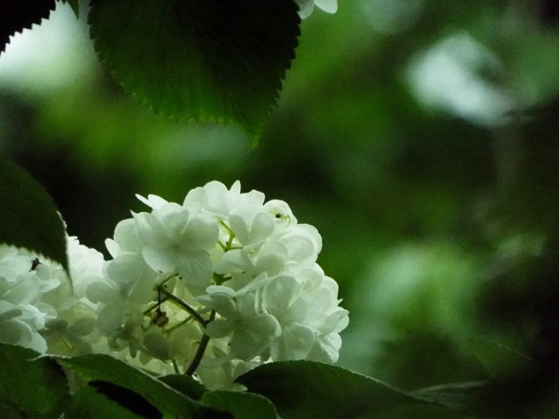 DSCF0332