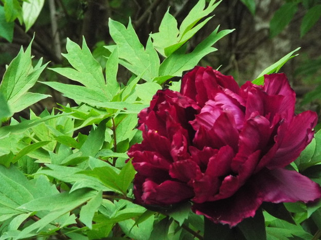 DSCF0243