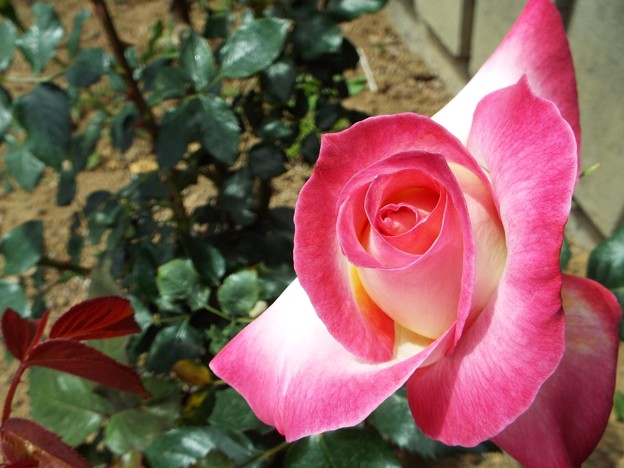 DSCF0277