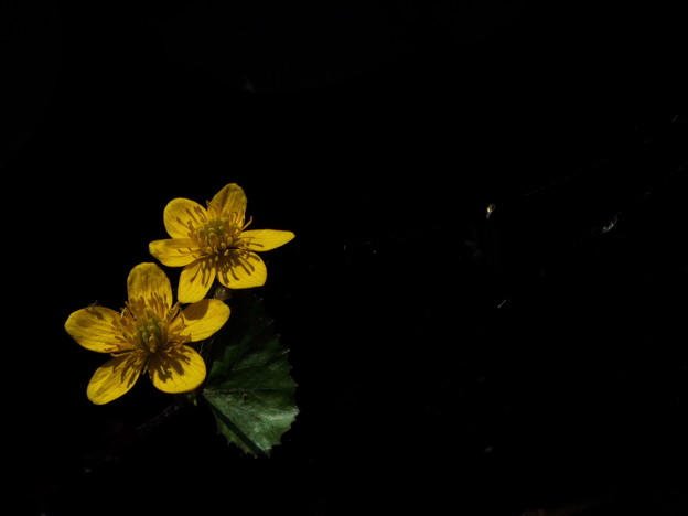 DSCF0260