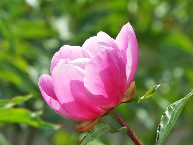 DSCF0251