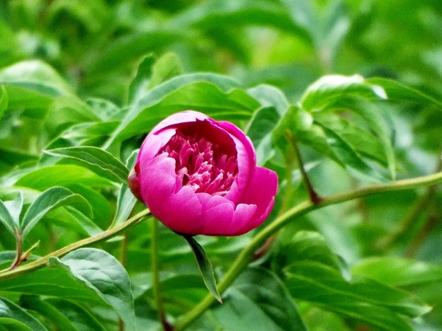 DSCF0501