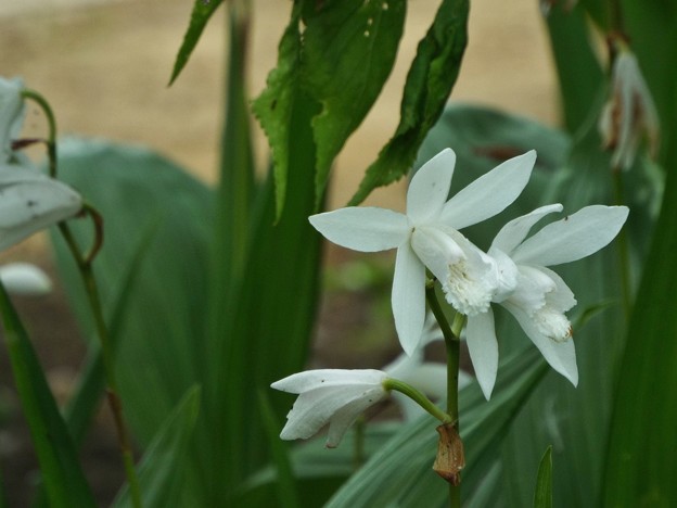 DSCF0055