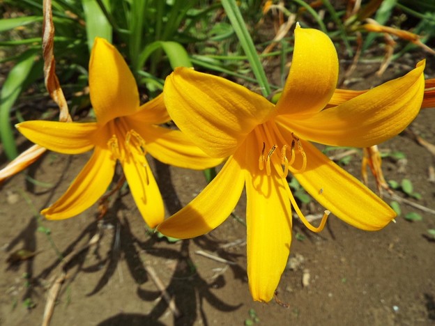 DSCF0136