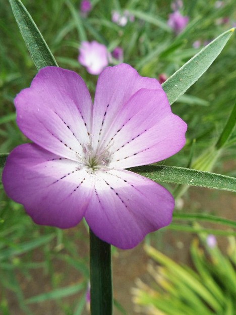 DSCF0308