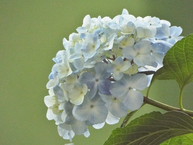 DSCF0596