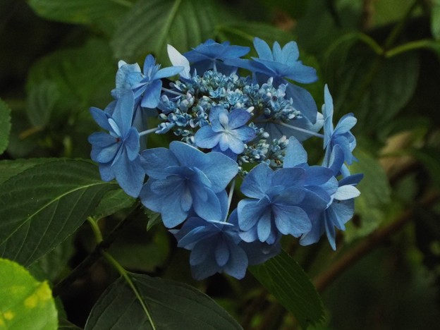 DSCF0407